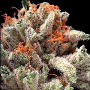 bubba mandarin marijuana strain