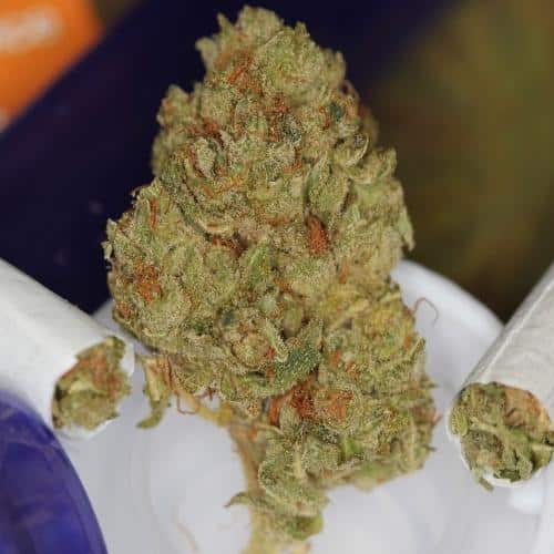 bubblegum marijuana strain