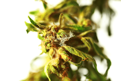 Bud rot or marijuana mold can easily be identified in magnified bud rot pictures.