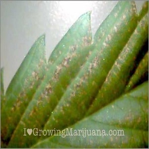 calcium deficiency marijuana plant