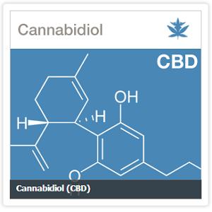 cannabidiol cbd cannabis marijuana