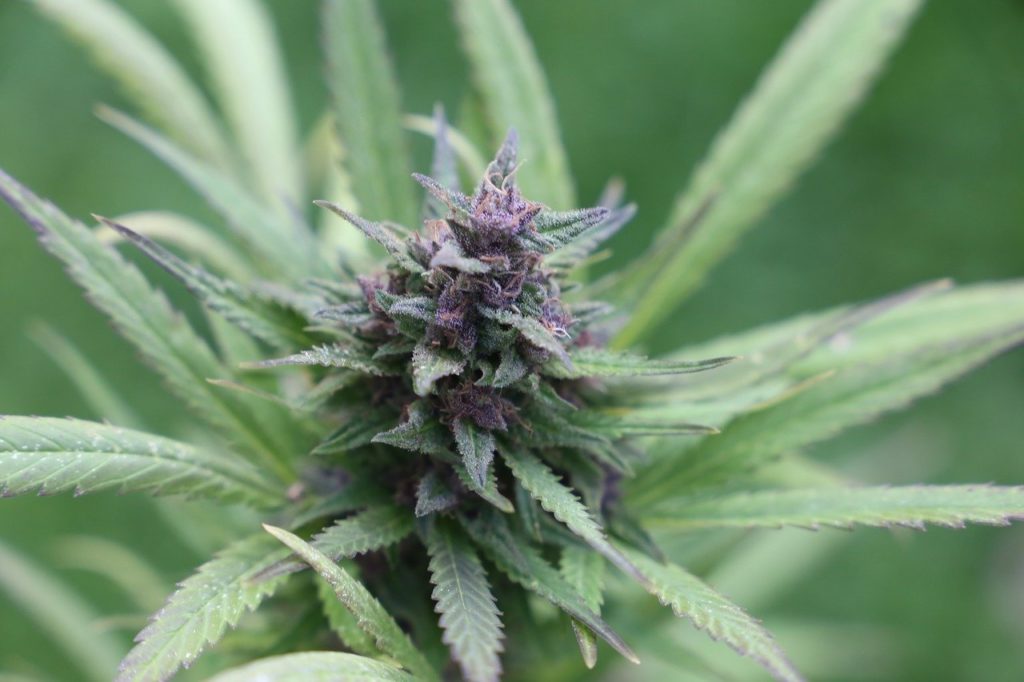 Senate Majority Leader Chuck Schumer recently claimed his federal marijuana legalization proposal would rectify the social inequities caused by the Drug War.
