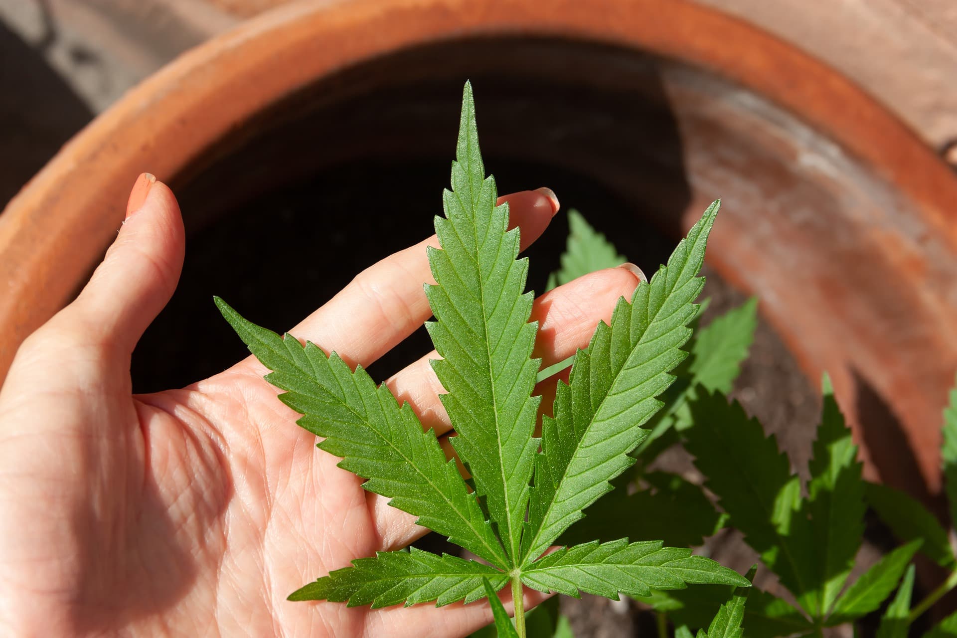 Marijuana High Def Porn - CBD AND THE BRAIN: THE INCREDIBLE HUMAN ENDOCANNABINOID SYSTEM - The Weed  Blog