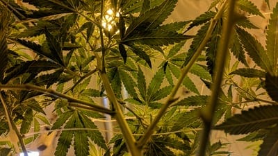 cannabis grow