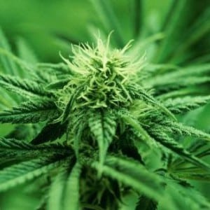 cannabis plant marijuana prune