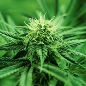 tehema county cultivation marijuana ordinance