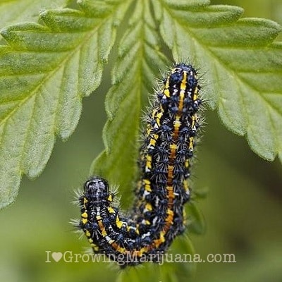 caterpillar marijuana