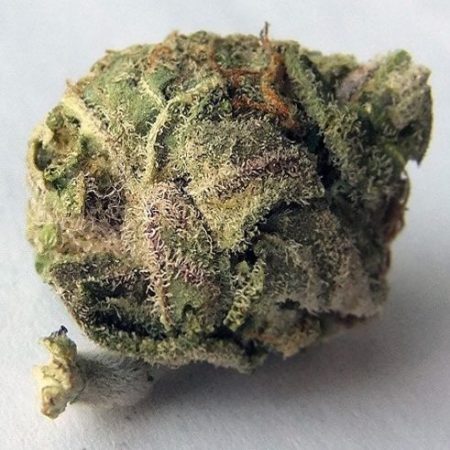 Review of the Champaign OG Strain: Medicinal Effects and More ...