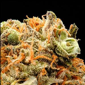 cherry pez marijuana strain