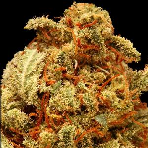cinderella 99 marijuana strain