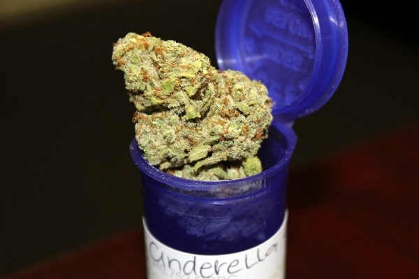 cinderella marijuana strain