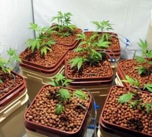 marijuana grow mediums