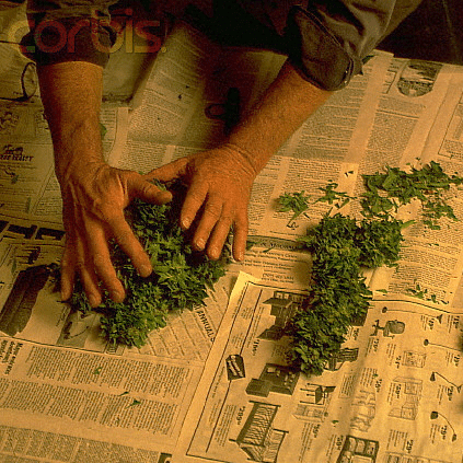 marijuana clipping
