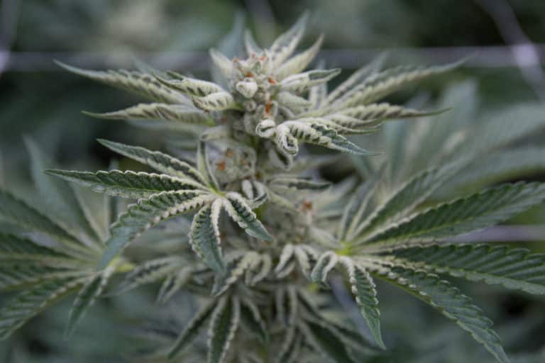 Colorado Cannabis Sales reach record highs in 2020.