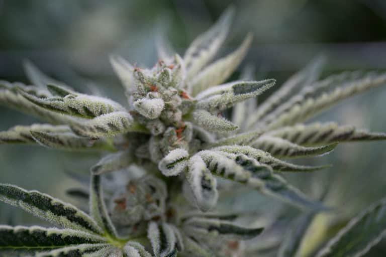An image of a flowering cannabis plant.