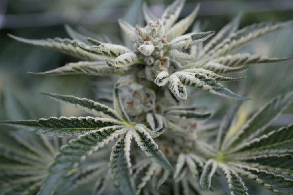 Picture of cannabis—the laws regarding marijuana possession and consumption are different all over the world.