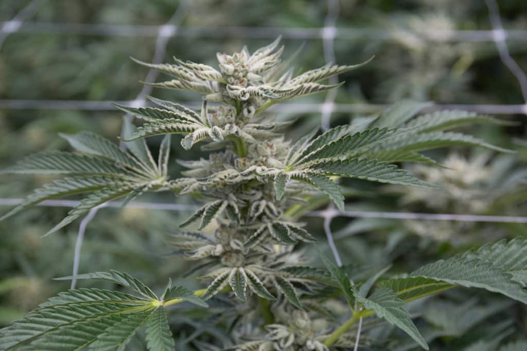 A picture of blueberry marijuana strain being grown indoor cannabis cultivation.