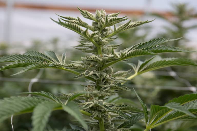 Soon adult residents of Montana will be able to use marijuana recreationally.