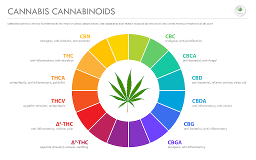 cannabis cannabinoids