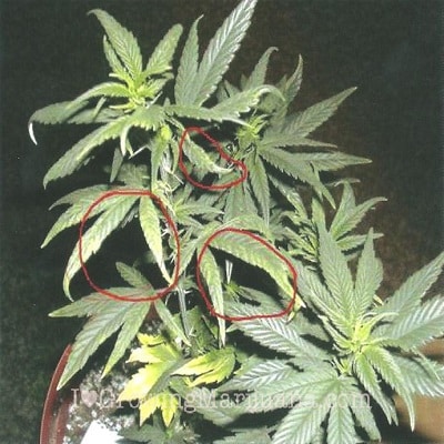 copper deficiency marijuana plant