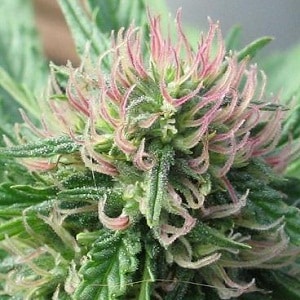 dank marijuana flowering