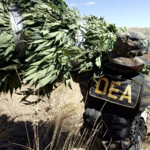 dea marijuana eradication