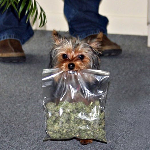 dog with marijuana