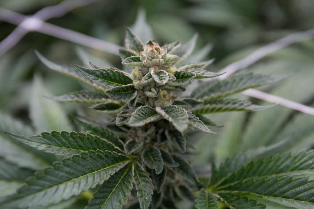 PIcture of a flowering cannabis plant.