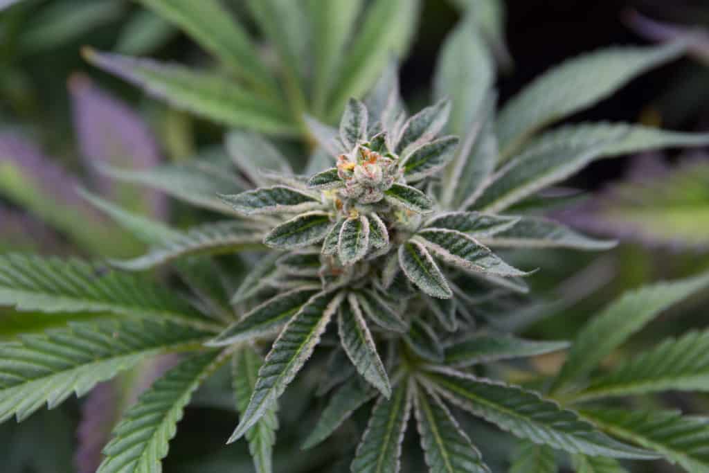 Close up picture of a marijuana plant growing outdoors.