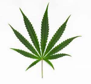 indica and sativa marijuana, an ounce of marijuana