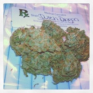 dutch dragon marijuana strain