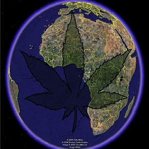 world earth washington state environmental impact marijuana cannabis