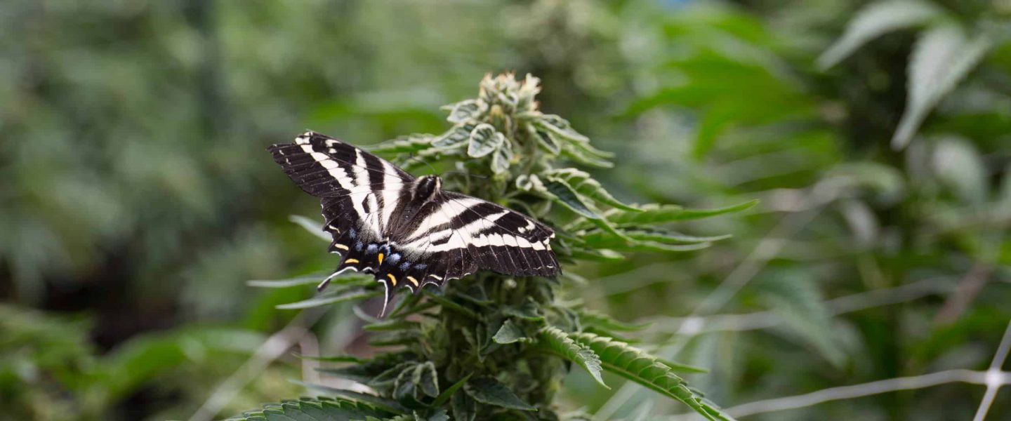 Powdery mildew can harm beautiful cannabis plants.