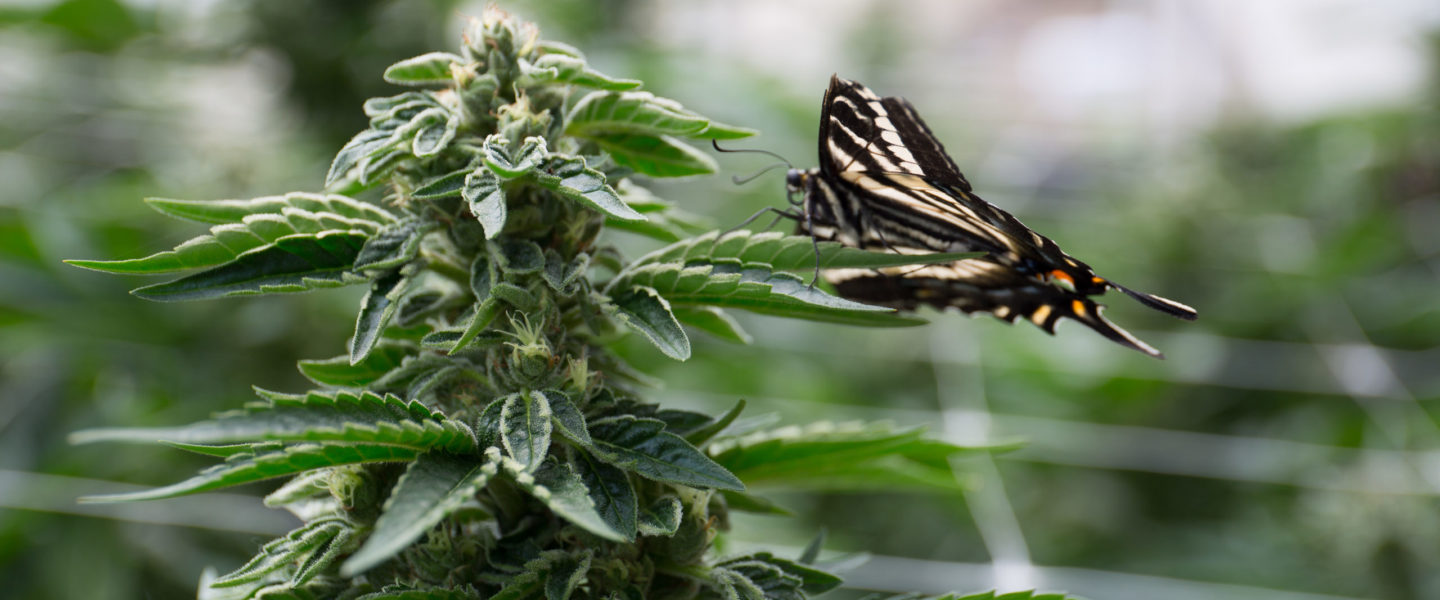 Image of a butterfly landing on a marijuana plant.