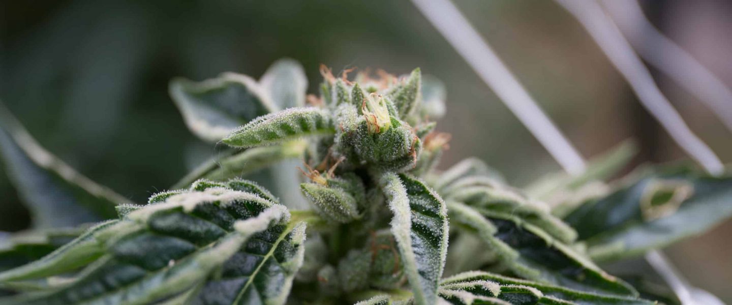 Picture of spider mites on a marijuana plant. Find out how to prevent spider mites from destroying your cannabis today.
