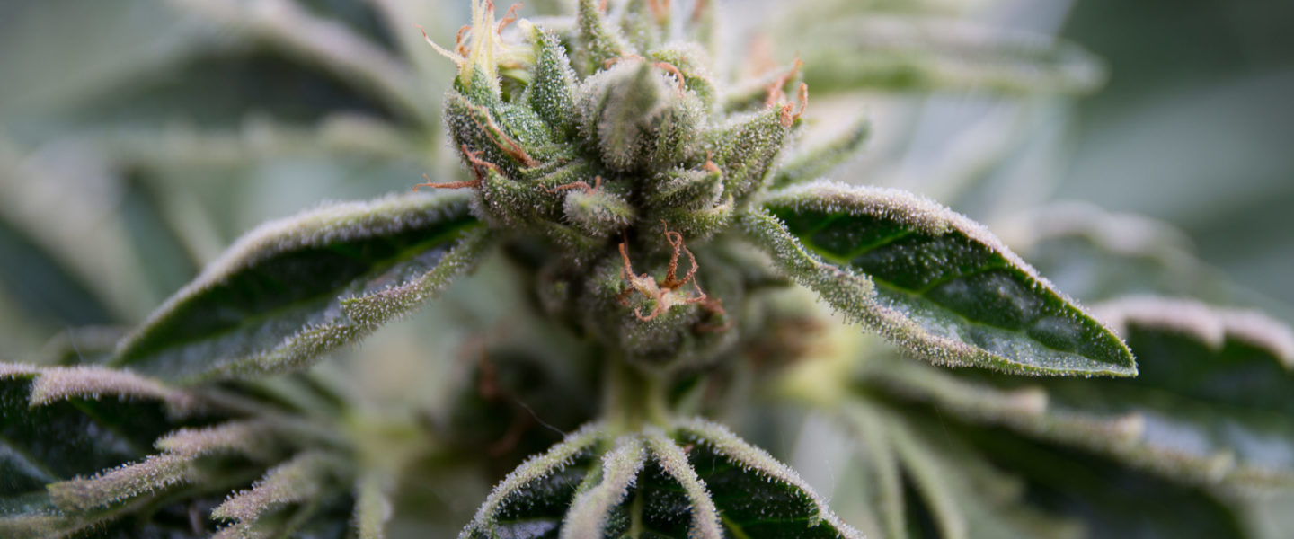 Picture of Marijuana Buds—The US House of Representatives passes the MORE Act to decriminalize cannabis.