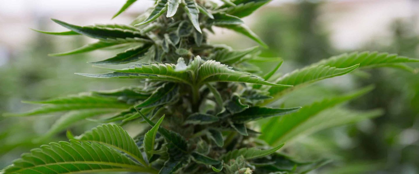 Image of flowering cannabis plant outdoors.