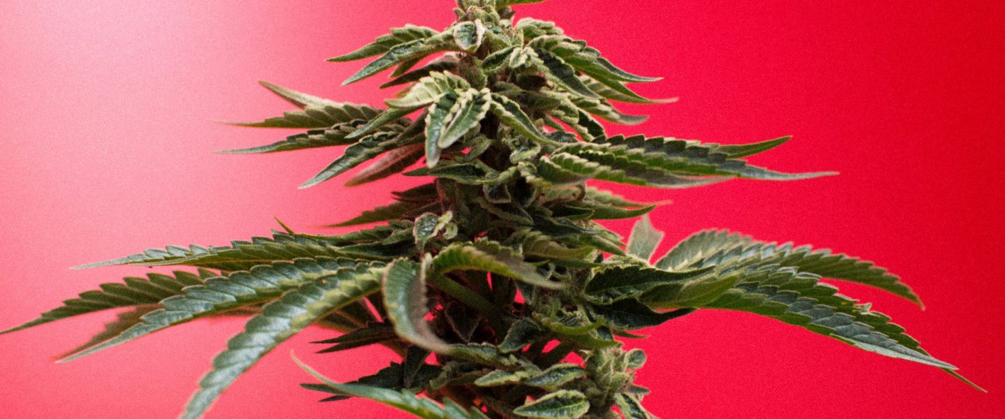 Learn what stoners chose as the top marijuana and CBD products of 2019.