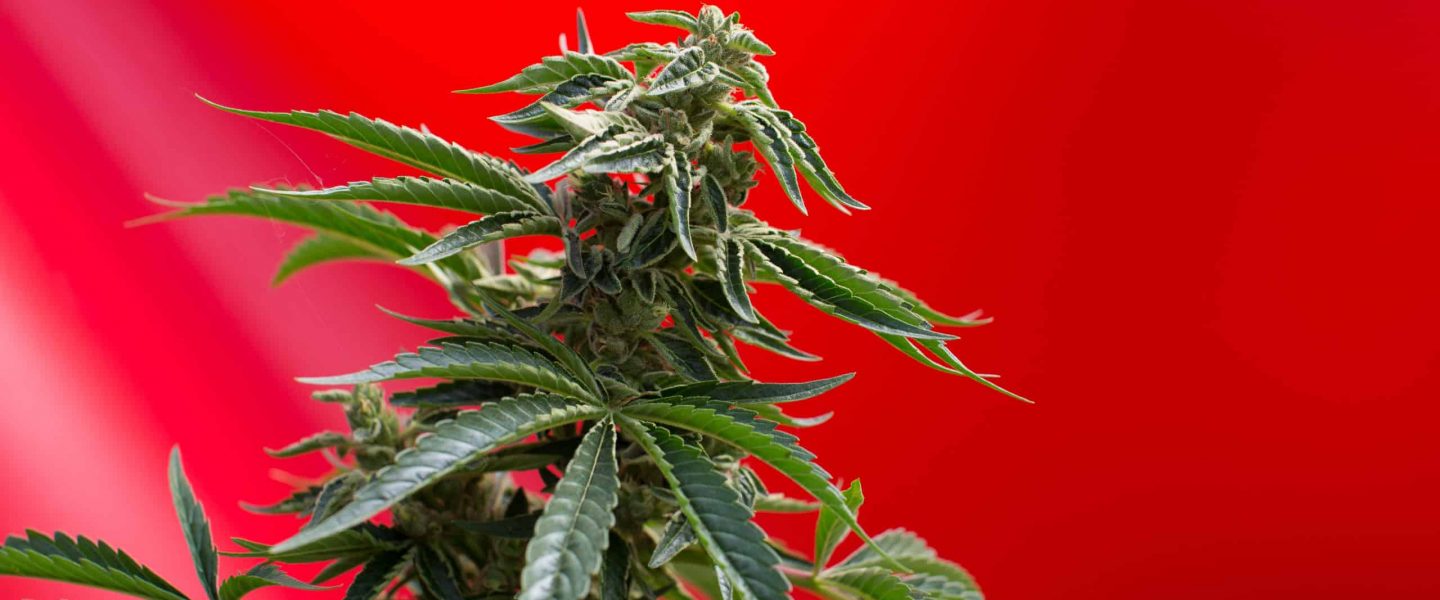 Image of a flowering cannabis plant.