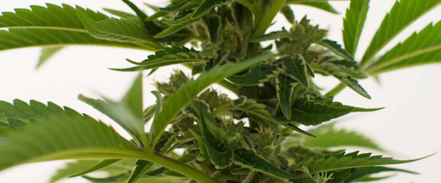 An image of a flowering cannabis plant.