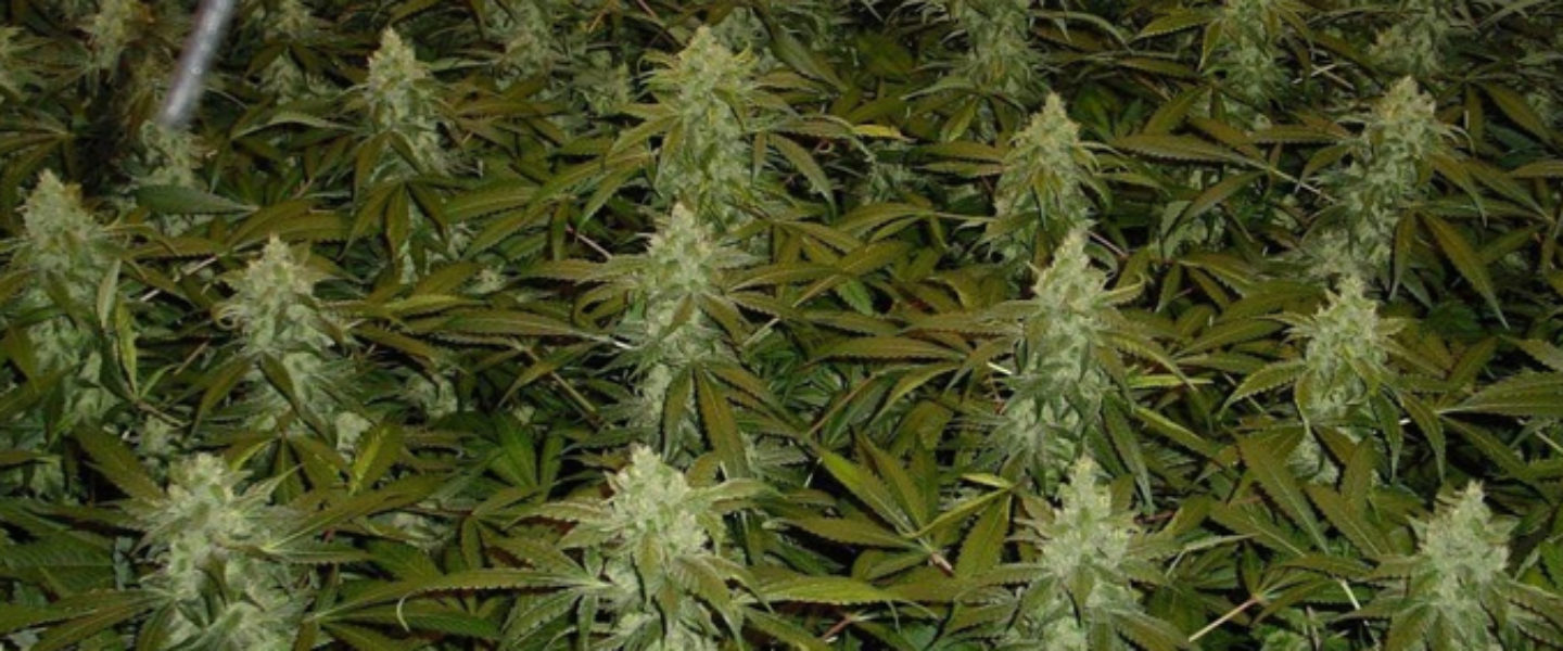 Choosing Fertilizer for your Marijuana Plants