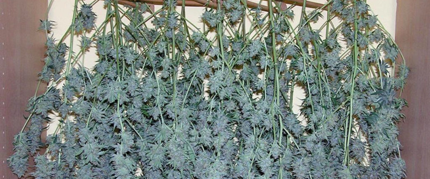 cannabis harvesting tips