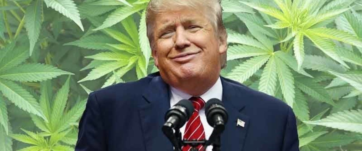 donald trump marijuana