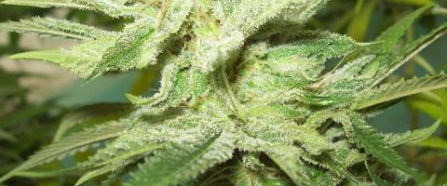 Agent Orange Marijuana Strain Review The Weed Blog