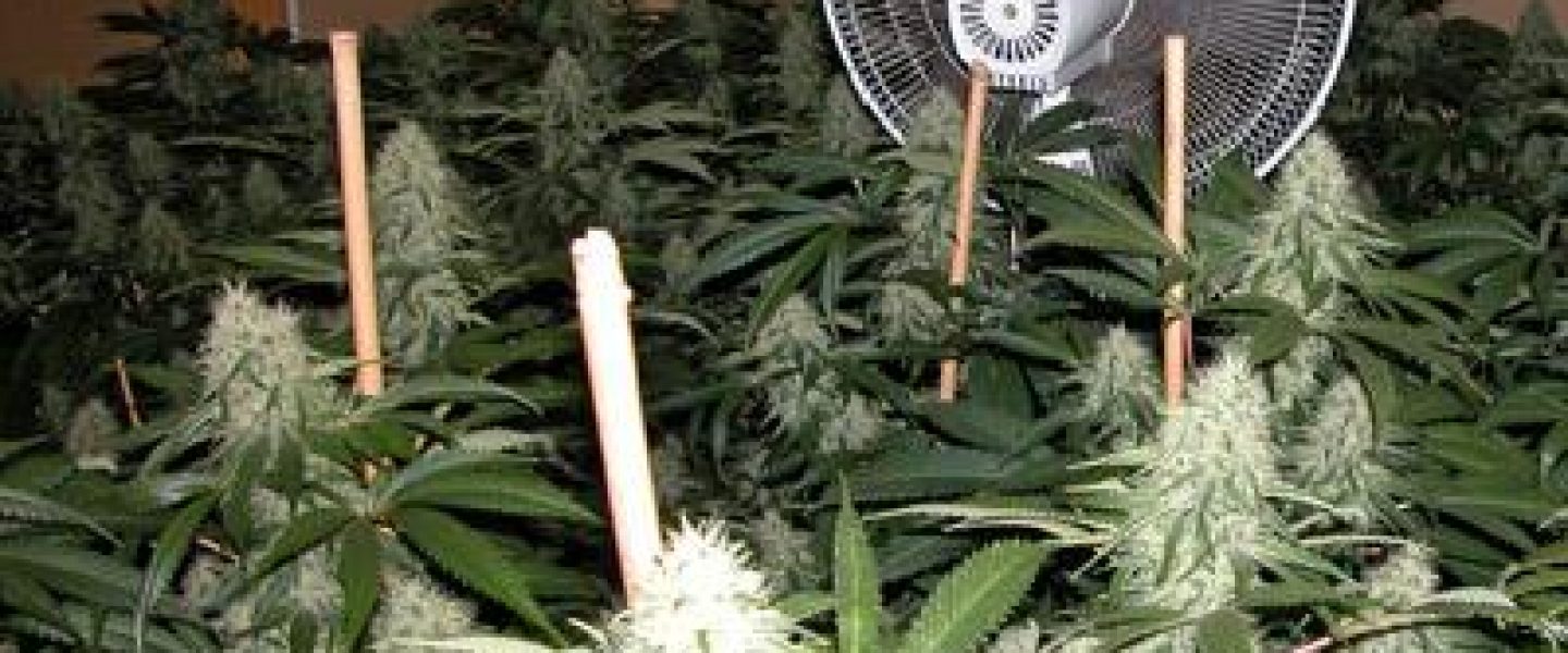 Cannabis cultivators need effective indoor grow lights to grow cannabis like this.