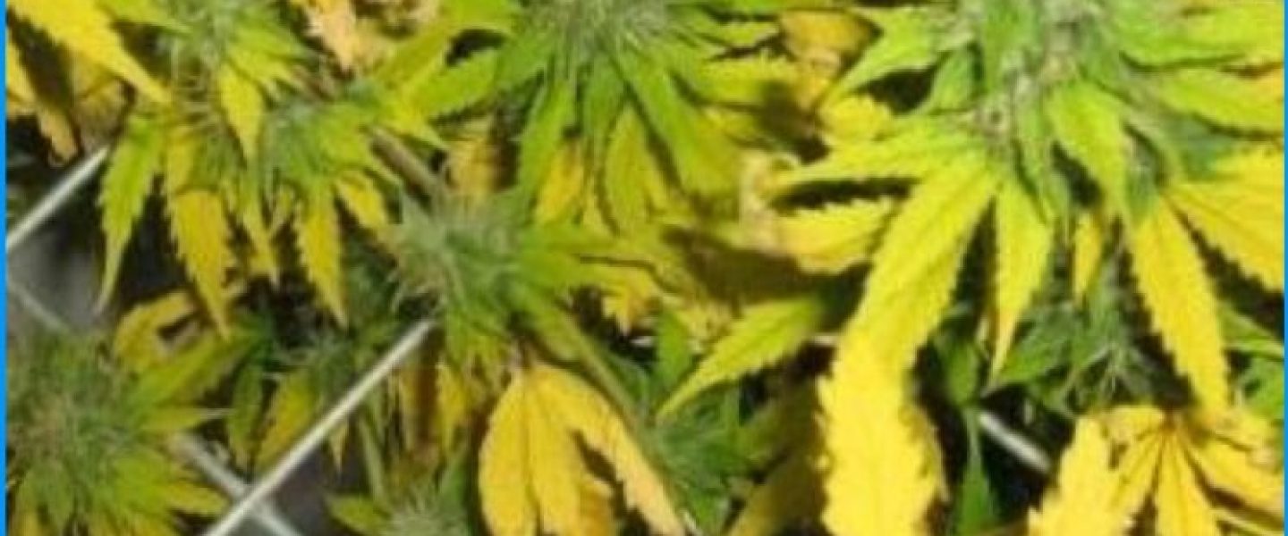 Marijuana leaf problems could be caused by a number of factors.