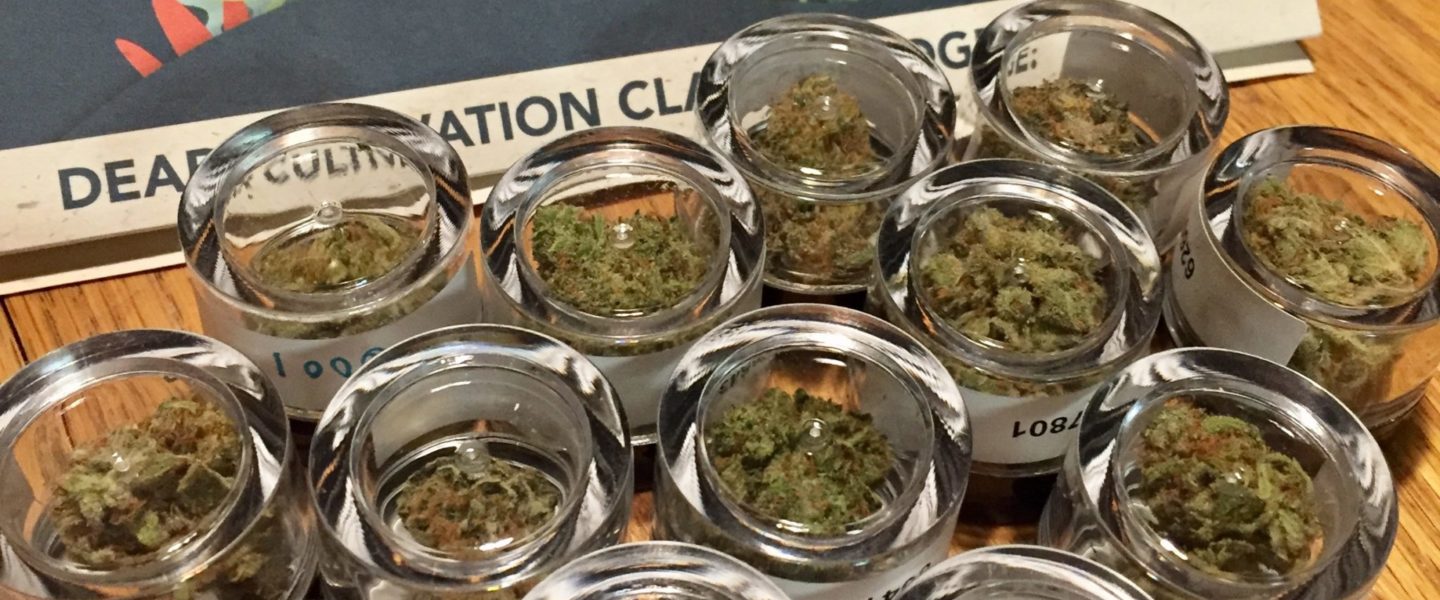 cultivation classic cannabis
