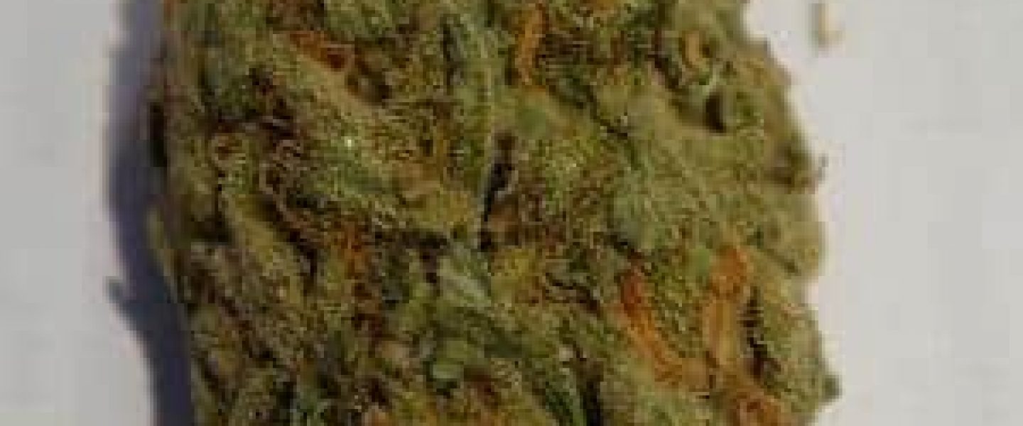 This is the G13 Haze marijuana strain.