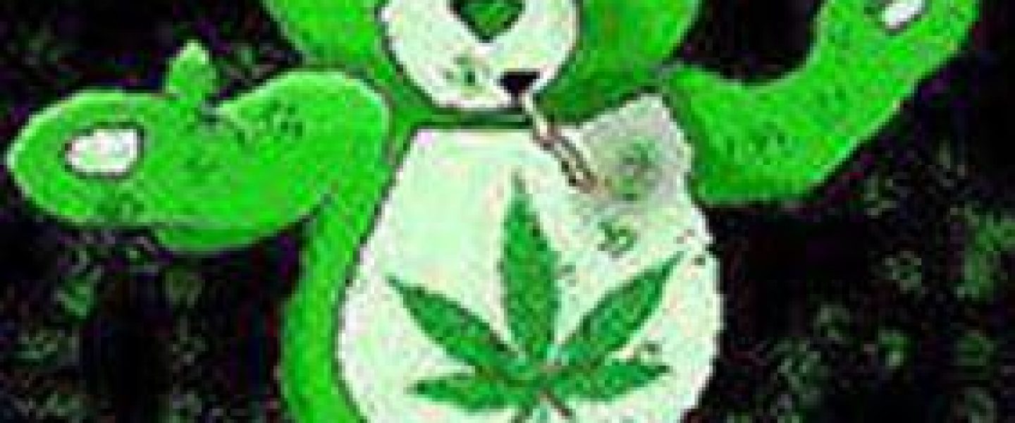 GreenMarijuanaBear