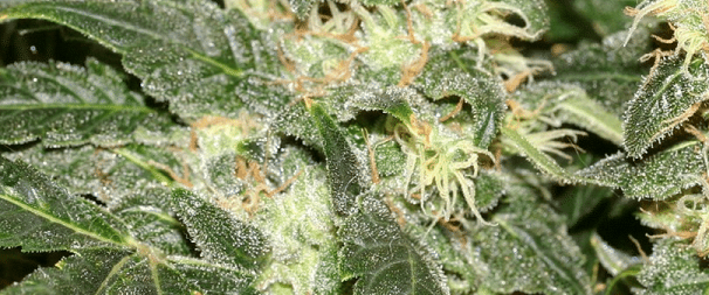 hash plant cannabis